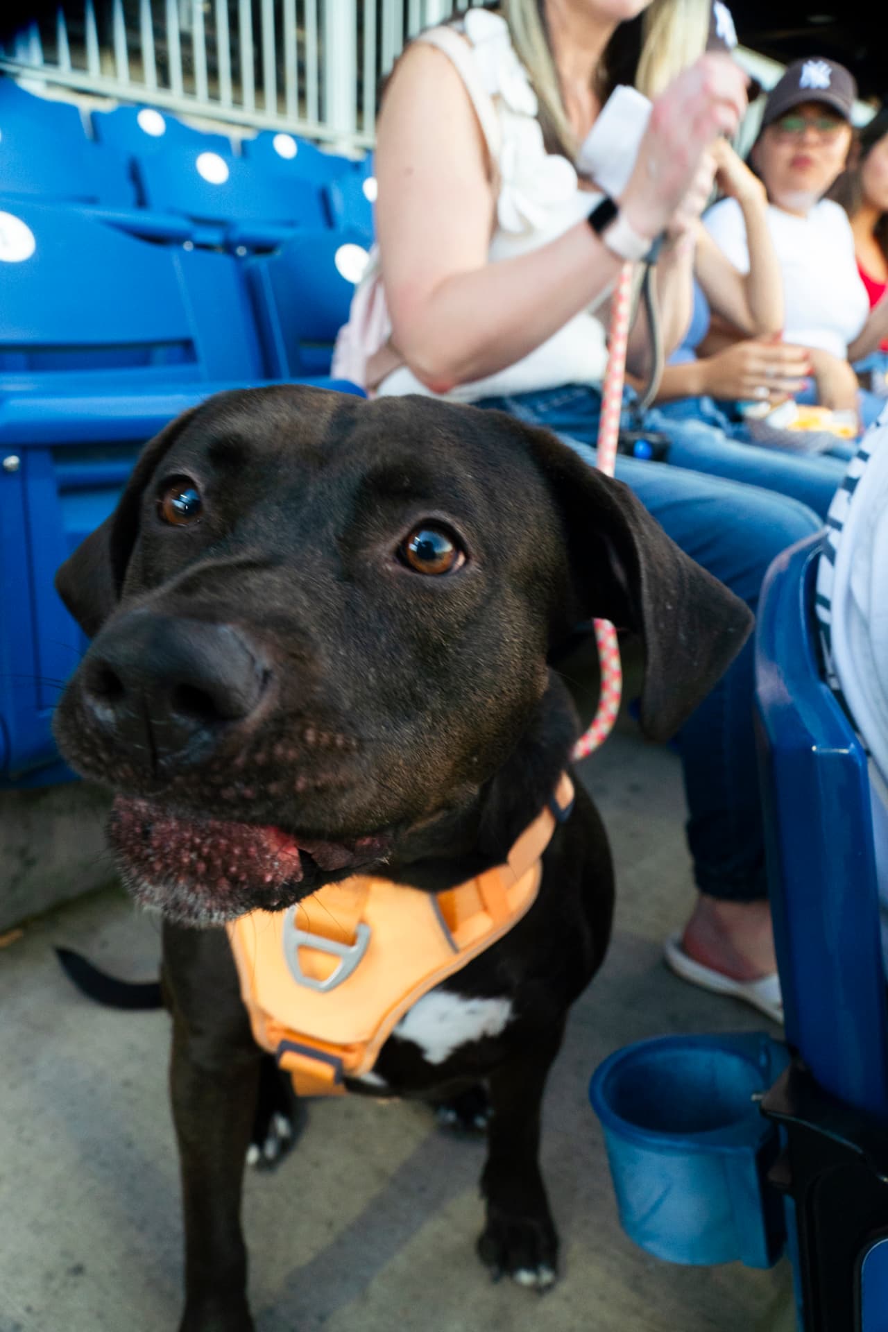 Black Labrador mix in an orange harness sitting in the stands at Bark in the Park in Kannapolis